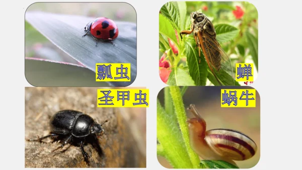 八年级上册语文第五单元 名著导读 《昆虫记》 课件