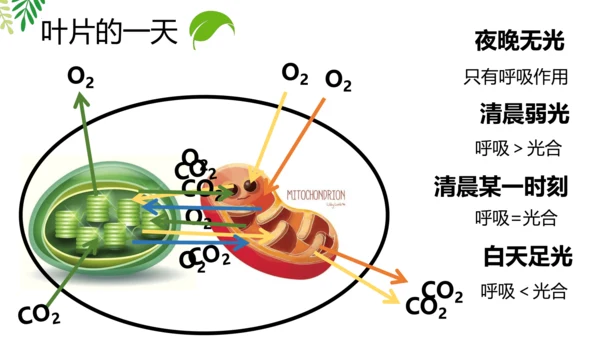 3.5.2 绿色植物的呼吸作用-2023-2024学年七年级生物上册优质课件（人教版）(共18张PP