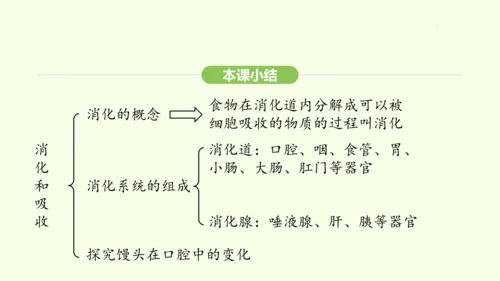 第四单元-第二章-第二节 第1课时 食物的消化课件-2024-2025学年七年级生物下学期人教版(2