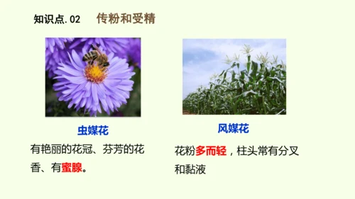 3.1.3开花和结果-七年级生物下学期同步精品课件（2024人教版）(共27张PPT)