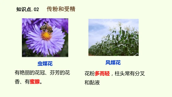 3.1.3开花和结果-七年级生物下学期同步精品课件（2024人教版）(共27张PPT)