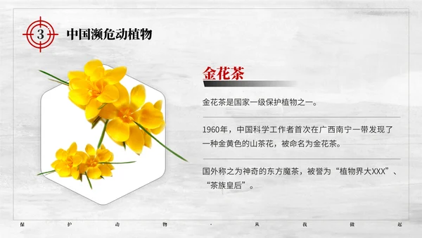 保护野生动植物大象PT模板