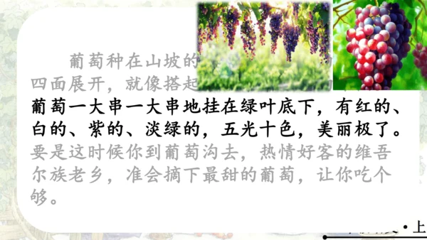 11 葡萄沟   公开课   课件