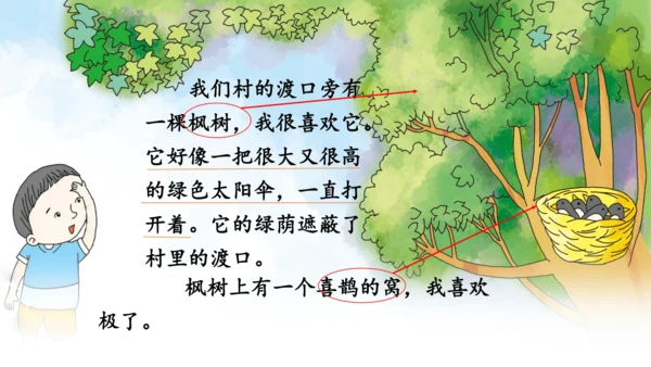 9《枫树上的喜鹊》第二课时课件