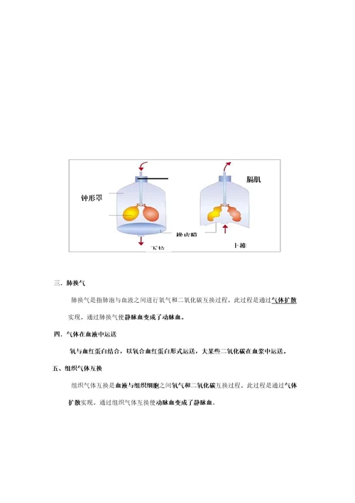 2021年人体的呼吸知识点