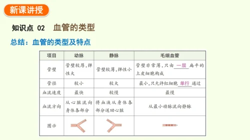 4.4.2血流的管道——血管-七年级生物下学期同步精品课件（2024人教版）(共30张PPT)