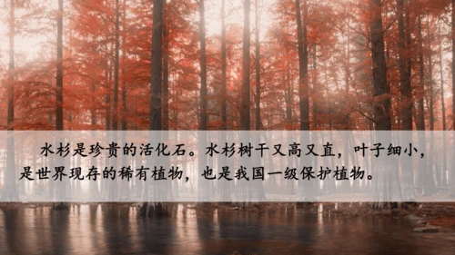 识字2 树之歌  课件