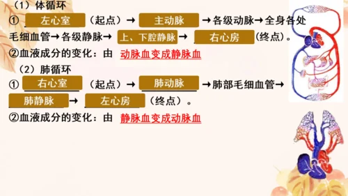 第四单元第四章人体内物质的运输 复习课件(共23张PPT)人教版七年级下册