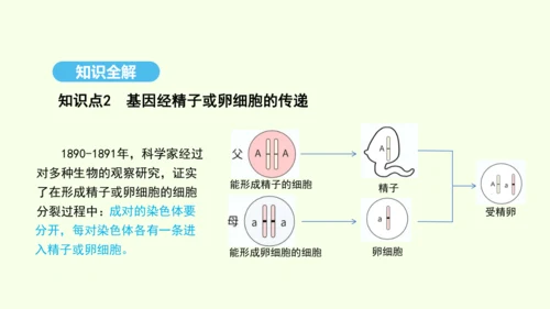 7.2.2基因在亲子代间的传递课件-人教版生物八年级下册(共29张PPT)