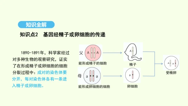 7.2.2基因在亲子代间的传递课件-人教版生物八年级下册(共29张PPT)