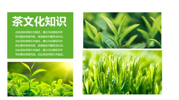 清新茶文化采茶茶道茶艺茶文化PPT模板