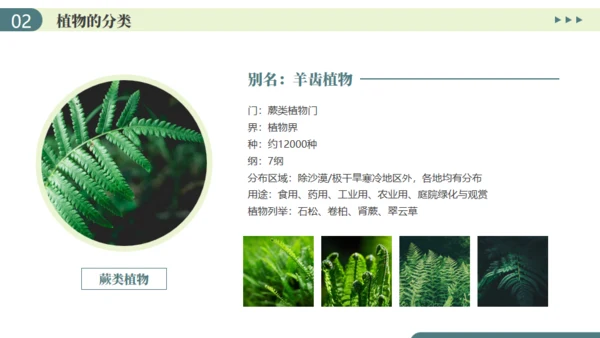 植物介绍笔记植物分类知识科普通用PPT模板
