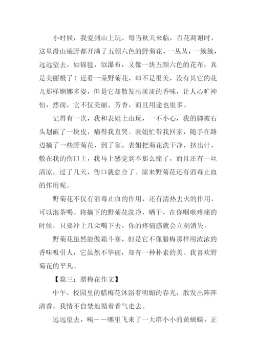 描写一朵花的作文.docx