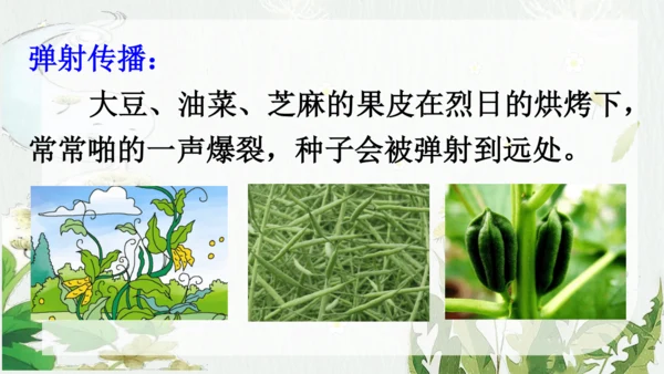 3 植物妈妈有办法 第二课时  课件