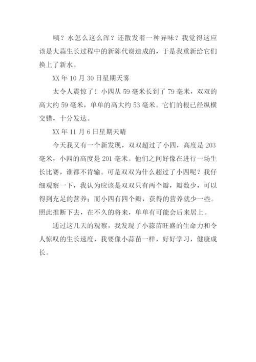 种大蒜观察日记.docx