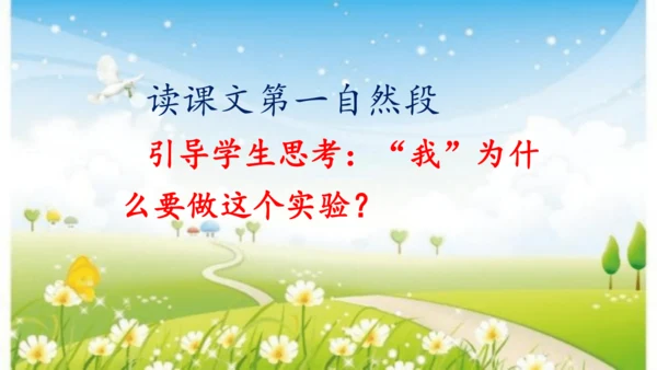 14《蜜蜂》课件