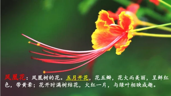 第17课《难忘的泼水节》（课件）