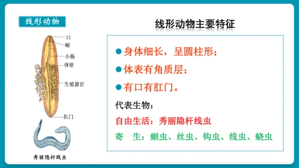 第一章动物的主要类群（复习课件）-八年级生物上册同步教学精制课件（人教版）(共25张PPT)