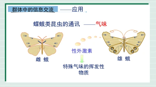 人教版生物八上 5.2.3动物社会行为(共21张PPT)