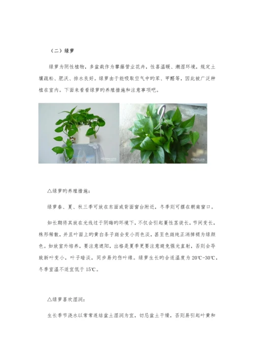 办公室绿植养殖方法及注意关键事项.docx