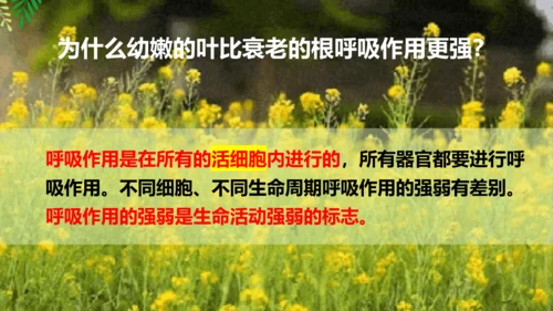 3.5.2 绿色植物的呼吸作用-2023-2024学年七年级生物上册优质课件（人教版）(共18张PP