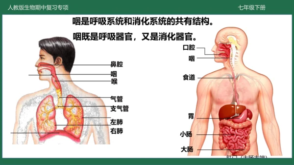 第三章 人体的呼吸（-七年级生物下学期期中考点大串讲（人教版）(共25张PPT)