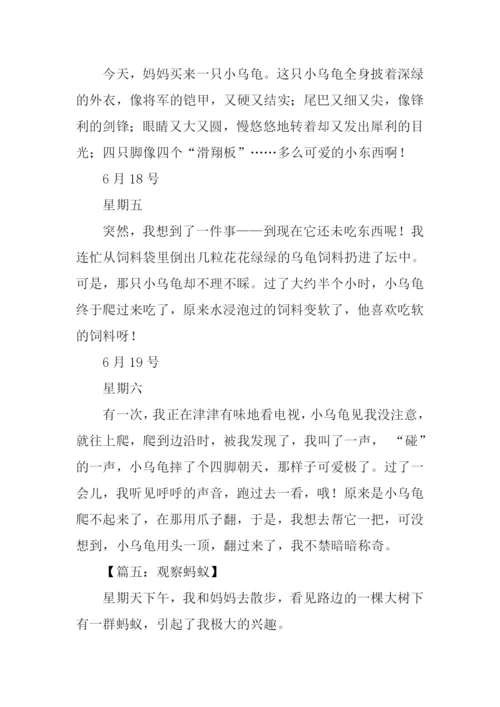 小学四年级观察作文.docx