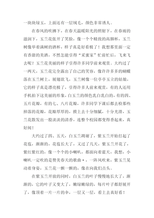 关于玉兰树的作文.docx
