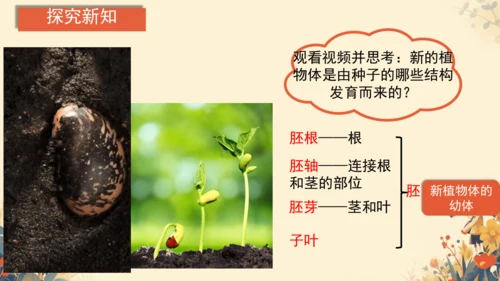 人教版（2024）七年级上册2.1.2种子植物(共20张PPT)+视频素材