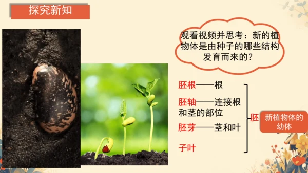 人教版（2024）七年级上册2.1.2种子植物(共20张PPT)+视频素材