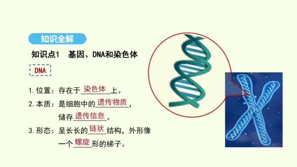 7.2.2基因在亲子代间的传递课件-人教版生物八年级下册(共29张PPT)