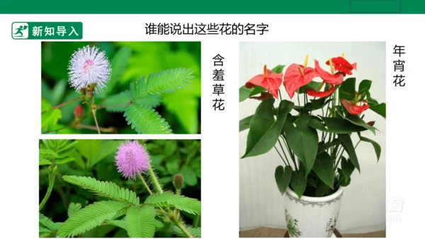 第十六课《生活与艺术中的花》课件（26页PPT）