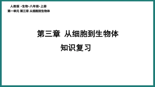 第一单元第三章从细胞到生物体（复习课件）-七年级生物上册同步教学精制课件（人教版2024）(共44张