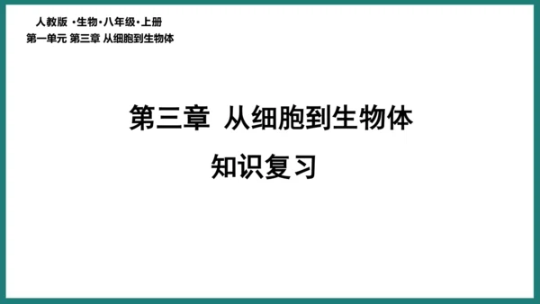 第一单元第三章从细胞到生物体（复习课件）-七年级生物上册同步教学精制课件（人教版2024）(共44张