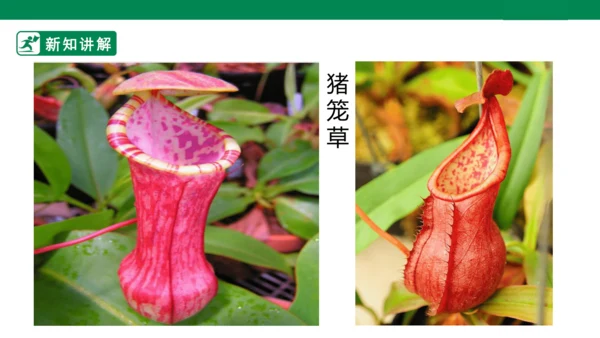 第二课《吃虫草》课件