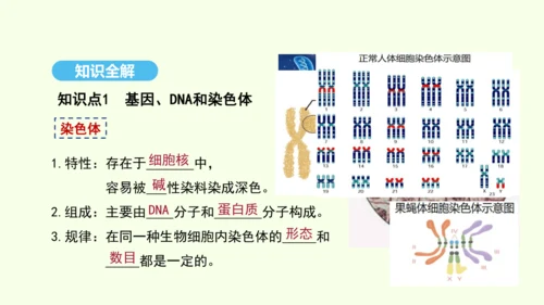 7.2.2基因在亲子代间的传递课件-人教版生物八年级下册(共29张PPT)