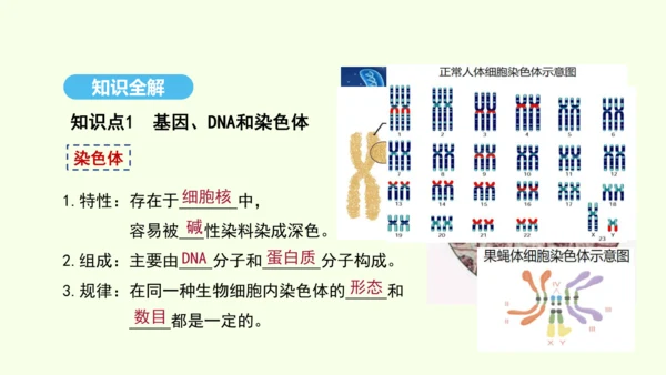 7.2.2基因在亲子代间的传递课件-人教版生物八年级下册(共29张PPT)