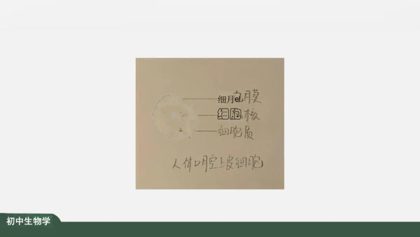 2.1.3 动物细胞 课件（共32张PPT）