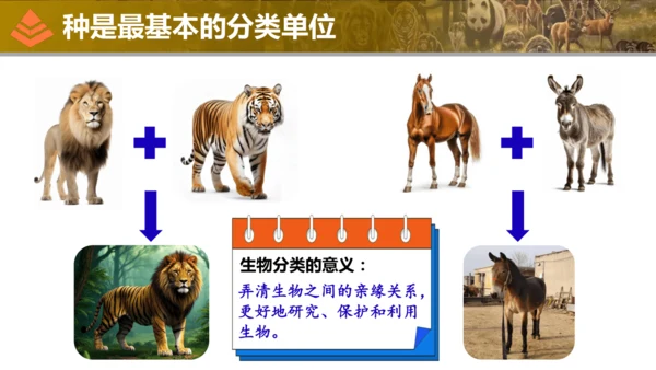 人教版生物七年级上册2.4.2《从种到界》（教学课件）(共16张PPT)