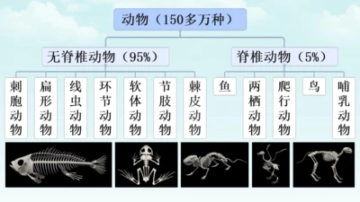 人教版（2024）七年级上册2.2.1 无脊椎动物 课件(共19张PPT)