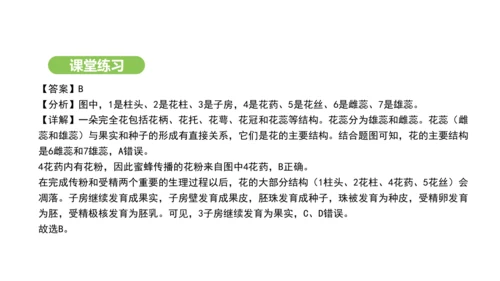 第三单元-第一章-第三节-开花和结果课件-2024-2025学年七年级生物下学期人教版(2024)(