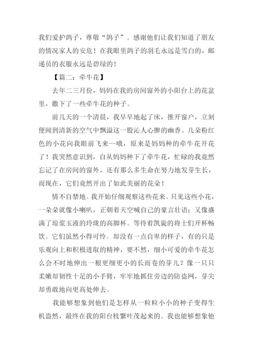 咏物抒怀的作文600字.docx