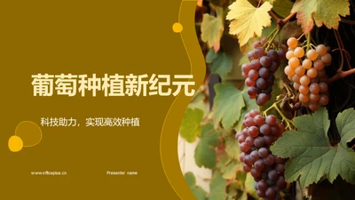 葡萄种植新纪元