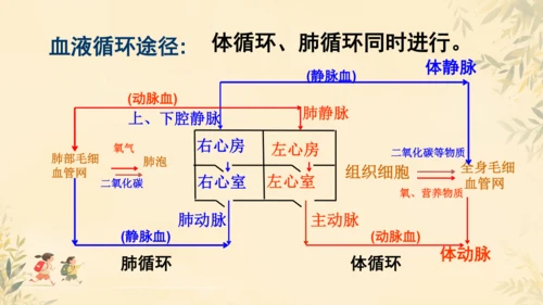 初中生物学>人教版（新课程标准）七年级下册4.4.3 输送血液的泵──心脏课件(共23张PPT)