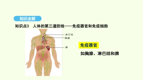 8.1.2.1免疫与计划免疫（第一课时）课件-人教版生物八年级下册(共28张PPT)