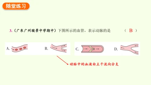 4.4.2血流的管道——血管-七年级生物下学期同步精品课件（2024人教版）(共30张PPT)