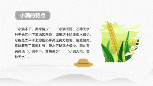 小满节气介绍PPT模板
