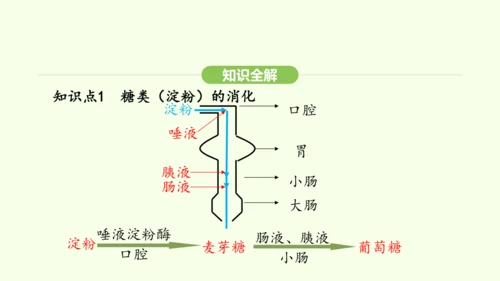 第四单元-第二章-第二节 第2课时 食物的吸收课件-2024-2025学年七年级生物下学期人教版(2