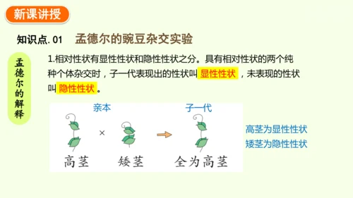 7.2.3基因的显性和隐性-八年级生物人教版下学期同步精品课件(共36张PPT)