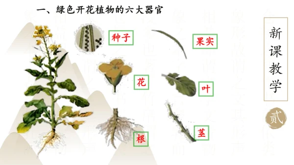 2.2.3 植物体的结构层次2023-2024学年七年级生物上册精品课件（人教版）(共18张PPT)